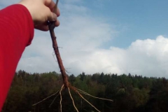 Jak velký strom tak velké kořeny