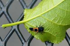 Larva slunéčka