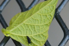 Mladá larva slunéčka sedmitečného