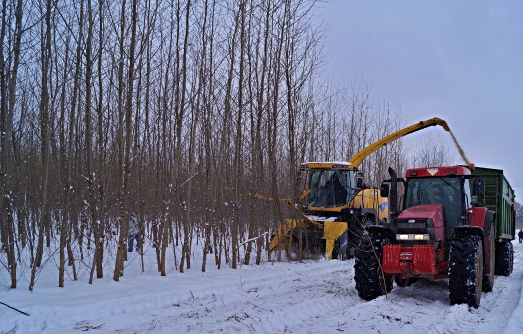 Těžba porostu RRD - stroj zvládne rozštěpkovat stromy do průměru 15 cm