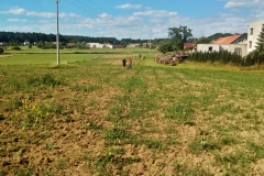Hektarová plantáž v Holicích před údržbou