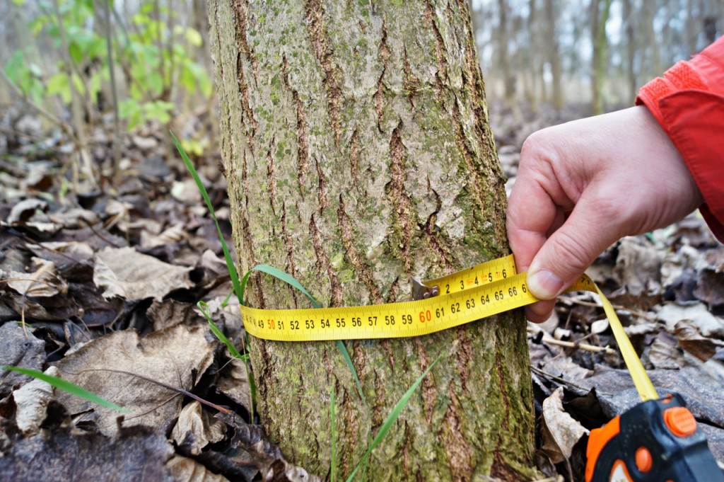 Jeden z našich největších pětiletých stromů měl tou dobou průměr kmene přes 19 cm!